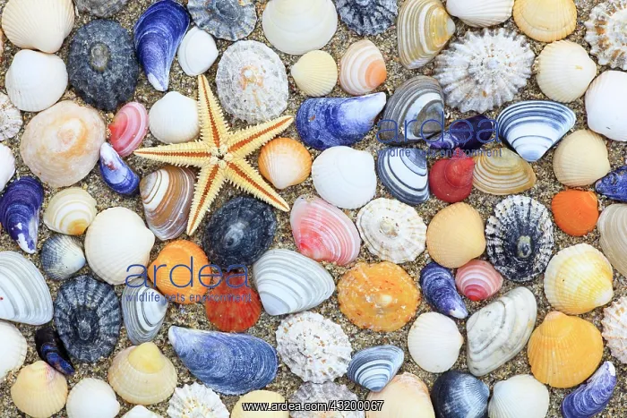 : Starfish and shells in sand, arranged, Scotland : Starfish and shells in sand, arranged, Scotland