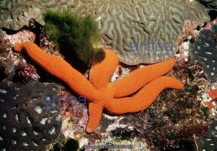 : Starfish - showing leg regeneration : Starfish - showing leg regeneration