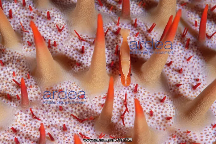  : Starfish shrimp (Periclimenes soror) on Crown-of-thorns