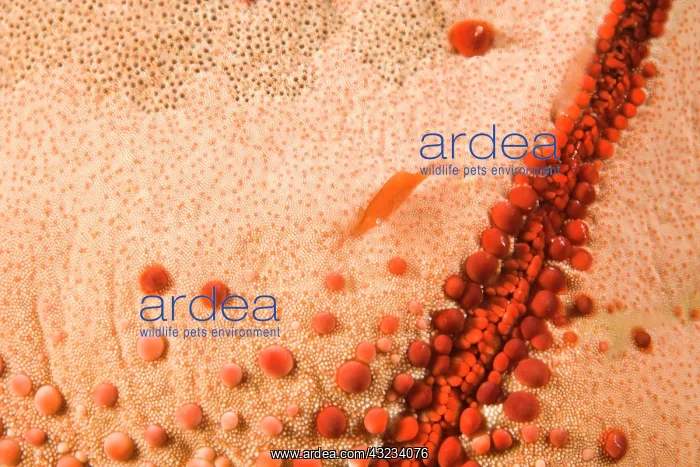 : Starfish Shrimp (Periclimenes soror) & Macro : Starfish Shrimp (Periclimenes soror) & Macro