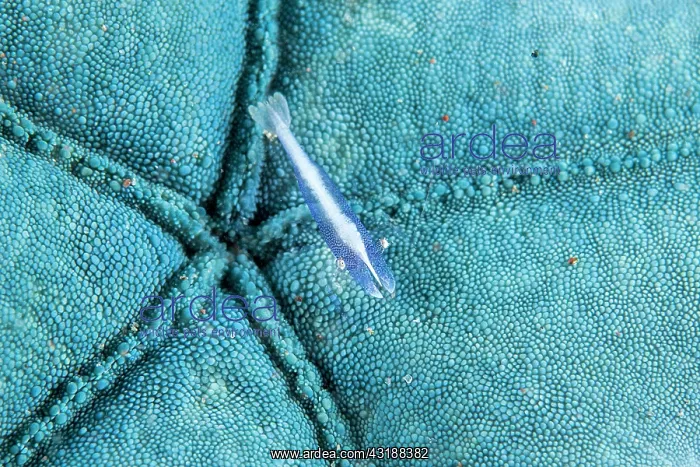 : Starfish shrimp (Zenopontonia soror) on Blue linckia : Starfish shrimp (Zenopontonia soror) on Blue linckia