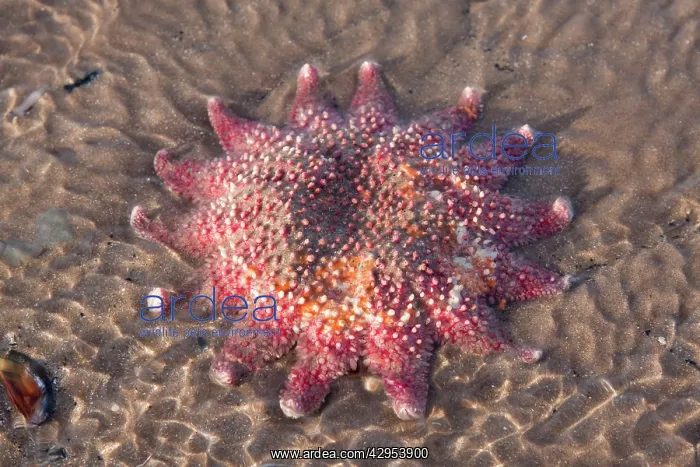 : Starfish - Stranded individual on a beach : Starfish - Stranded individual on a beach