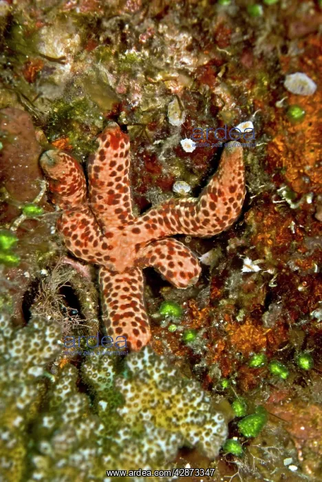: Starfish (Unidentified) - eating algae : Starfish (Unidentified) - eating algae