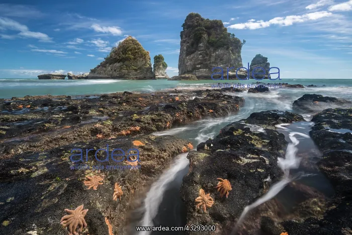 : Starfishes on rocky coast, rocks in the sea, Greymouth : Starfishes on rocky coast, rocks in the sea, Greymouth