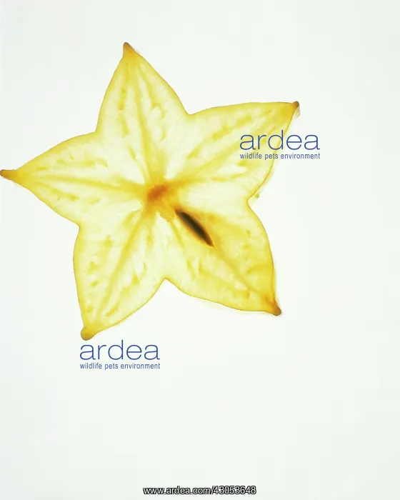 : Starfruit. Studio shot of slice of Starfruit, translucent on light box with single seed : Starfruit. Studio shot of slice of Starfruit, translucent on light box with single seed