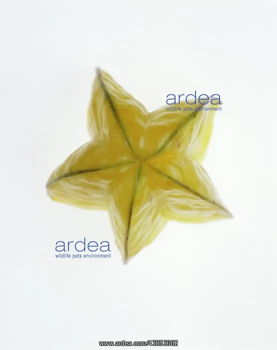 : Starfruit. Studio shot of slice of Starfruit showing skin and ridged exterior form : Starfruit. Studio shot of slice of Starfruit showing skin and ridged exterior form