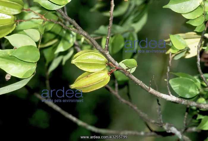 : Starfruit, the fruit of the carambola tree (Averrhoa carambola); Chaa Creek, Belize : Starfruit, the fruit of the carambola tree (Averrhoa carambola); Chaa Creek, Belize