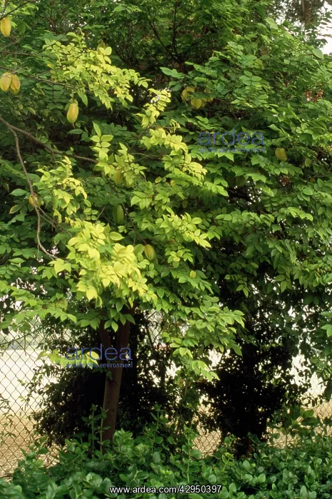 : Starfruit Tree : Starfruit Tree