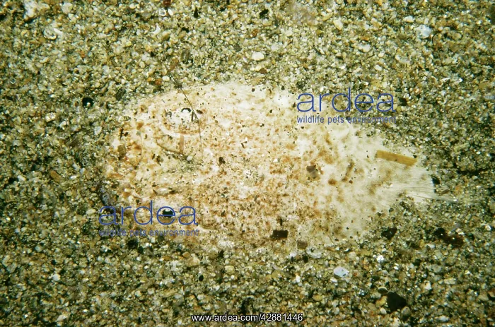 : Stargazer (Uranoscopus sulphureus). Indonesia : Stargazer (Uranoscopus sulphureus). Indonesia