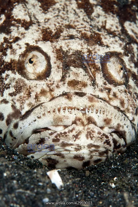  : Stargazer (Uranoscopus sp.). Indonesia