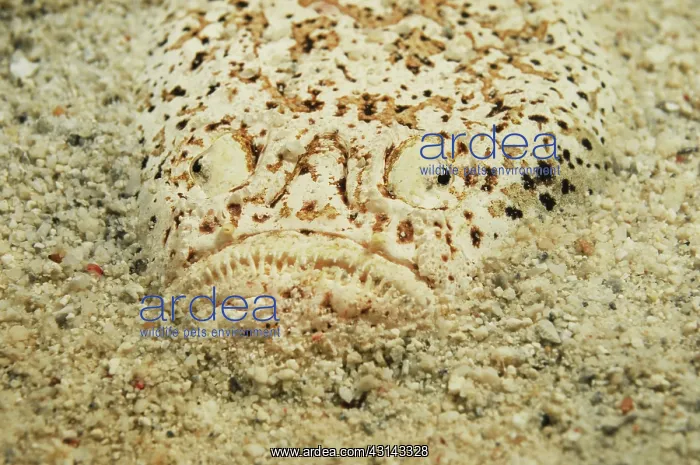 : Stargazer (Uranoscopidae sp) hiding in the sand waiting for prey : Stargazer (Uranoscopidae sp) hiding in the sand waiting for prey