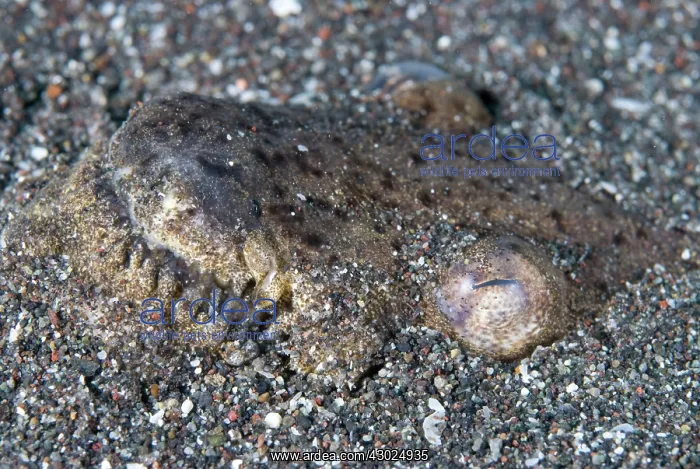 : Stargazer Snake Eel buried in sand : Stargazer Snake Eel buried in sand