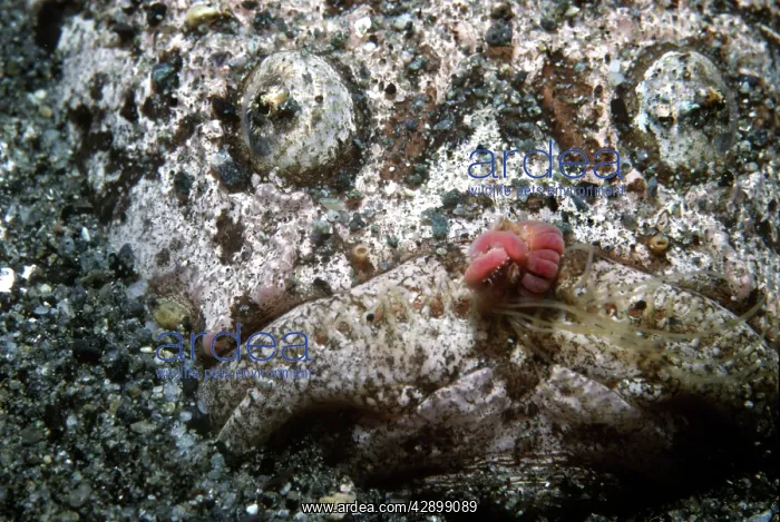 : Stargazer - the worm like lure is used as a decoy : Stargazer - the worm like lure is used as a decoy