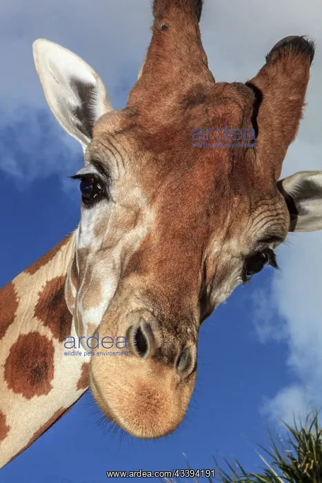 : Staring giraffe : Staring giraffe