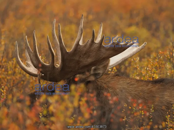 : starker Elchbulle in herbstlicher Tundra OLYMPUS : starker Elchbulle in herbstlicher Tundra OLYMPUS