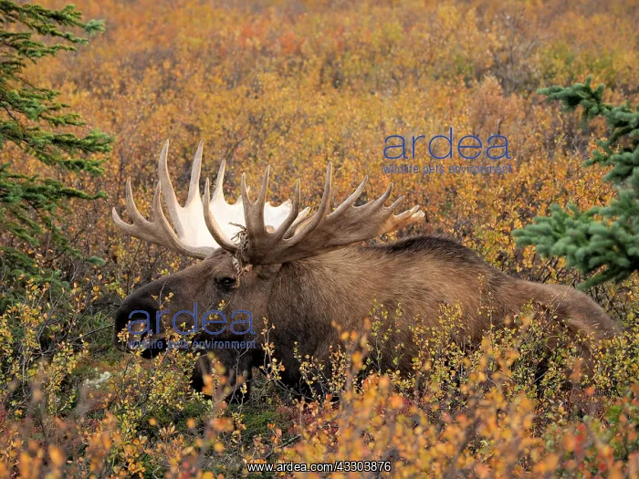 : starker Elchbulle in herbstlicher Tundra OLYMPUS : starker Elchbulle in herbstlicher Tundra OLYMPUS