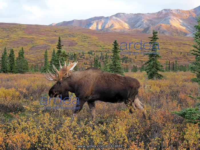 : starker Elchbulle in herbstlicher Tundra OLYMPUS : starker Elchbulle in herbstlicher Tundra OLYMPUS
