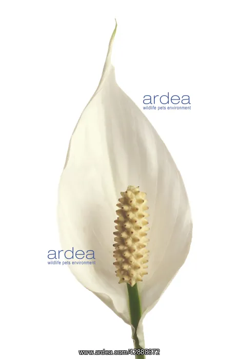 : Starlight Flower / Peace Lily / White Sails : Starlight Flower / Peace Lily / White Sails