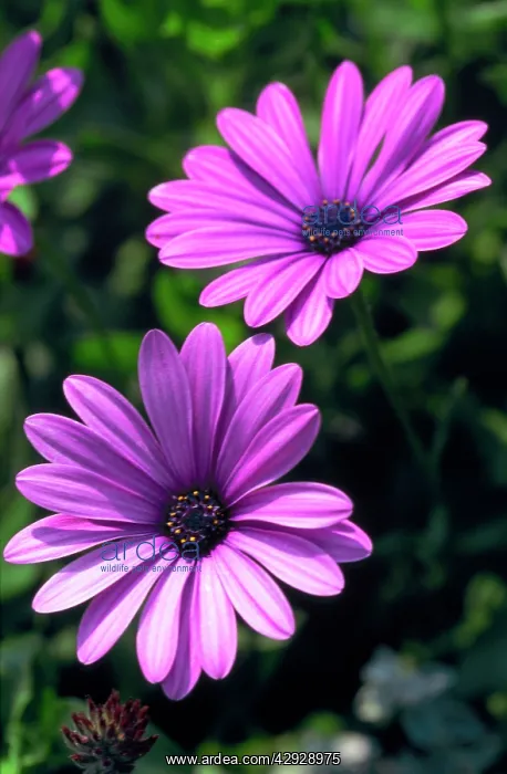  : Starlight Osteospermum - 'DenebolaI