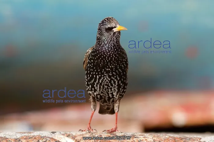  : Starling (Sturnus vulgaris). Cornwall - UK