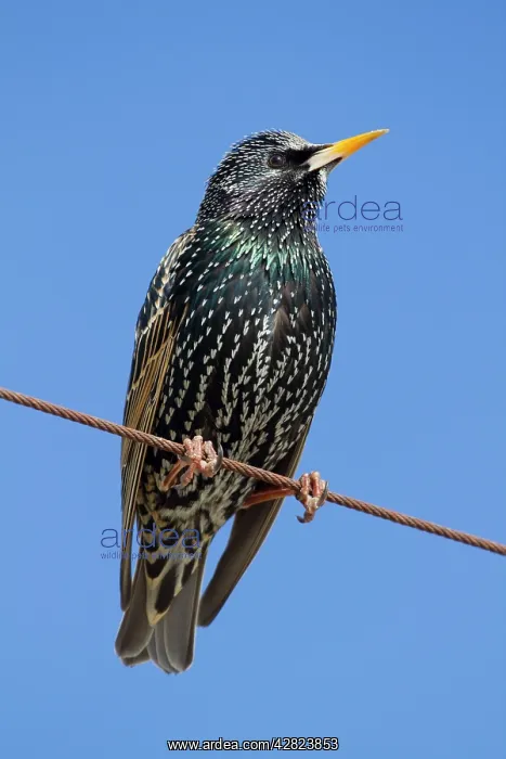  : Starling (Sturnus vulgaris). Cornwall - UK