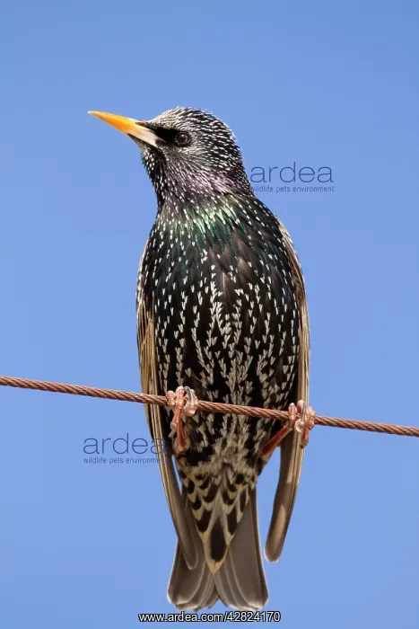  : Starling (Sturnus vulgaris). Cornwall - UK