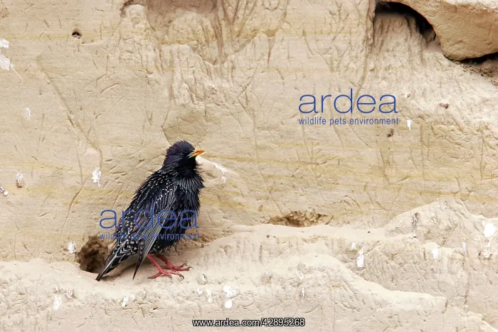 : Starling (Sturnus vulgaris). Bulgaria