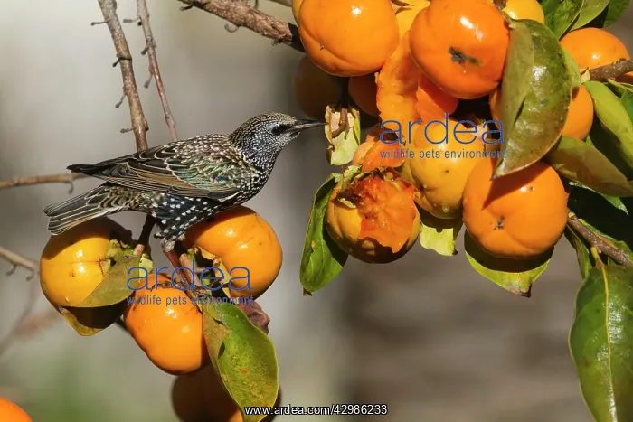: Starling (Sturnus vulgaris). eating fruit of Diospyros kaki - better known : Starling (Sturnus vulgaris). eating fruit of Diospyros kaki - better known