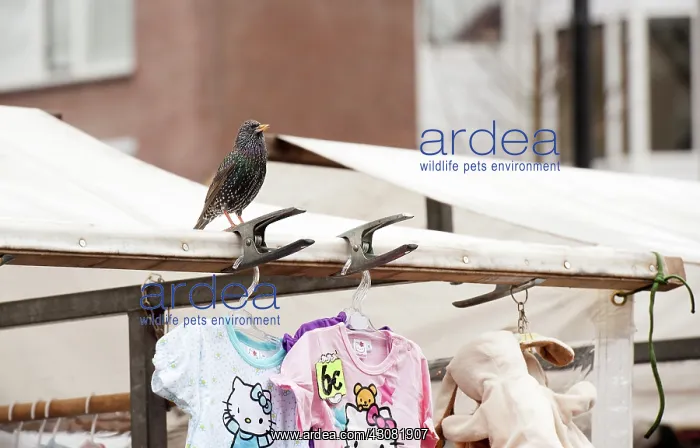 : Starling (Sturnus vulgaris) on top of a market stall in Amsterdam : Starling (Sturnus vulgaris) on top of a market stall in Amsterdam