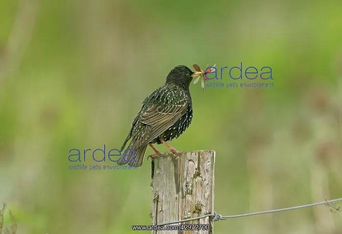 : Starling - adult with food for young consisting : Starling - adult with food for young consisting