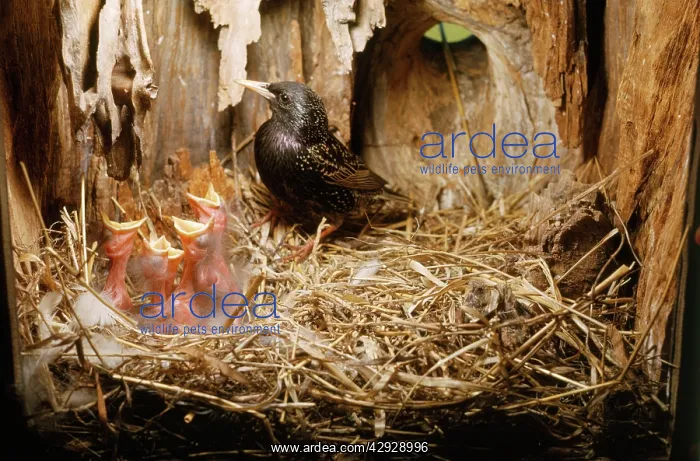  : Starling - adult with young - 3 days old