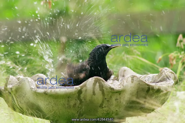  : Starling - bathing in birdbath