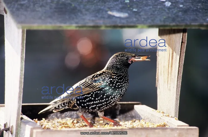 : Starling - at bird table : Starling - at bird table