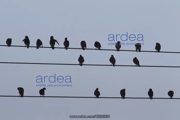 : Starling - birds perched on electric wires - Sweden : Starling - birds perched on electric wires - Sweden