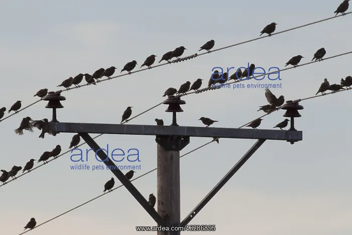 : Starling - birds perched on electric wires - Sweden : Starling - birds perched on electric wires - Sweden