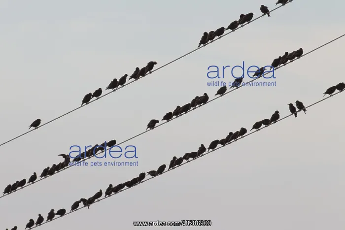 : Starling - birds perched on electric wires - Sweden : Starling - birds perched on electric wires - Sweden