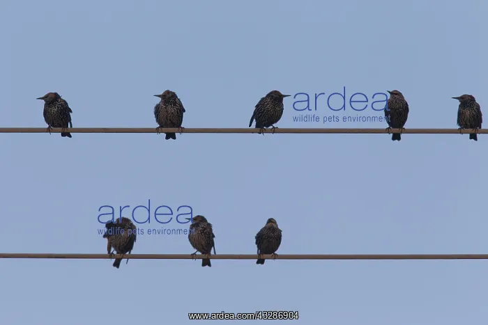 : Starling - birds perched on electric wires - Sweden : Starling - birds perched on electric wires - Sweden