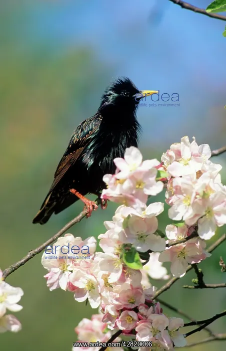 : STARLING - on blossom branch : STARLING - on blossom branch