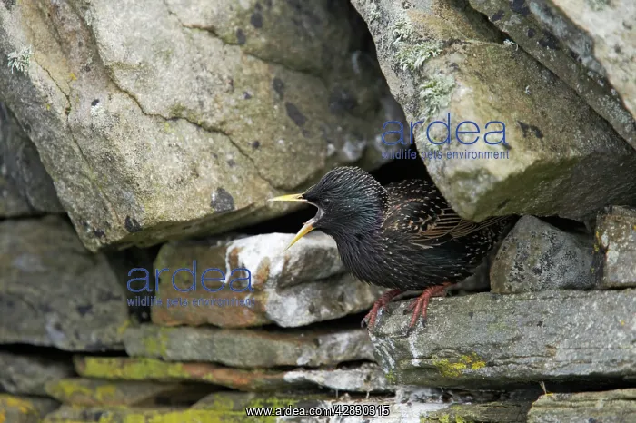 : Starling - Calling from nest hole : Starling - Calling from nest hole