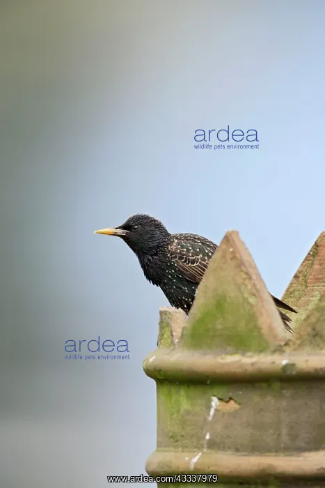 : Starling - on chimney : Starling - on chimney