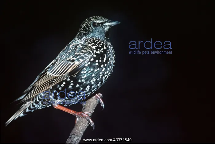 : STARLING - close-up at night : STARLING - close-up at night