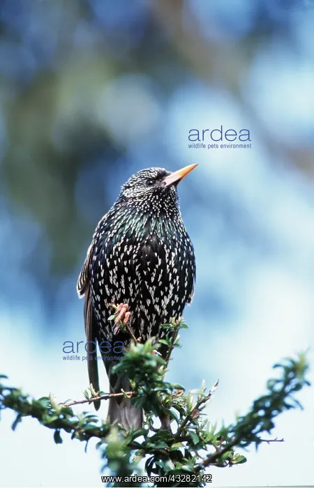 : STARLING - close-up, perched on tree : STARLING - close-up, perched on tree