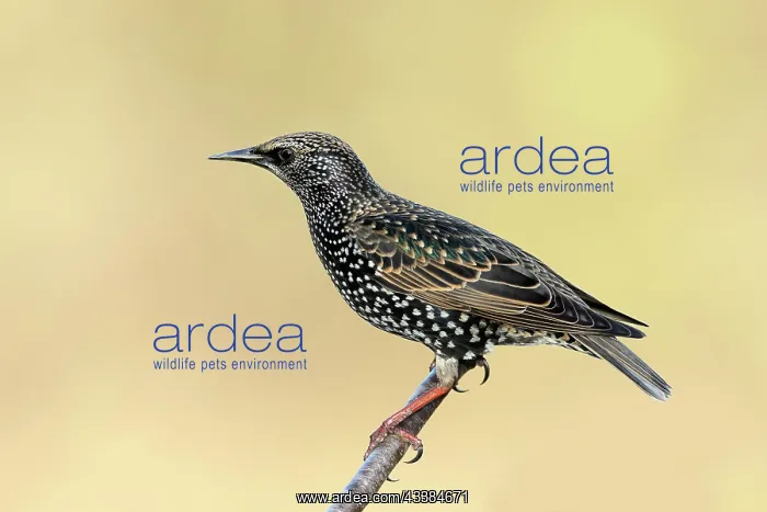 : Starling, Common Starling (Sturnus vulgaris) sitting : Starling, Common Starling (Sturnus vulgaris) sitting