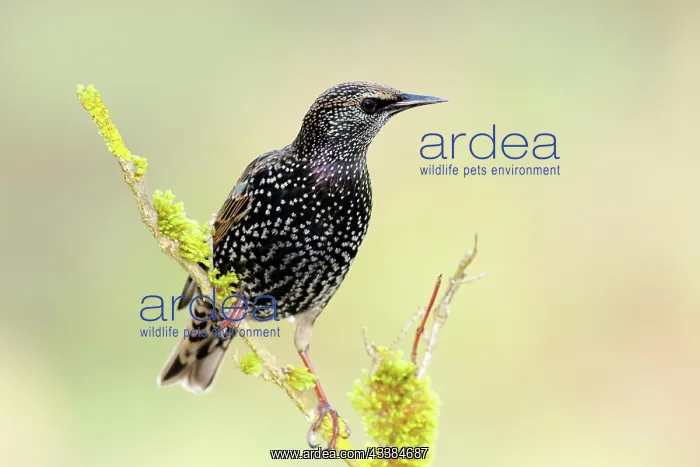 : Starling, Common Starling (Sturnus vulgaris) sitting : Starling, Common Starling (Sturnus vulgaris) sitting