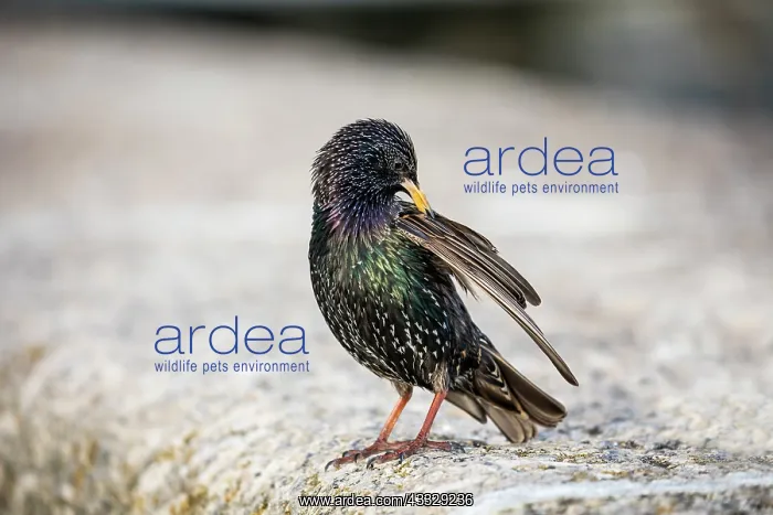 : Starling - With Deformed Beak - Preening - UK : Starling - With Deformed Beak - Preening - UK