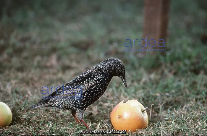 : STARLING - eating fallen apple : STARLING - eating fallen apple