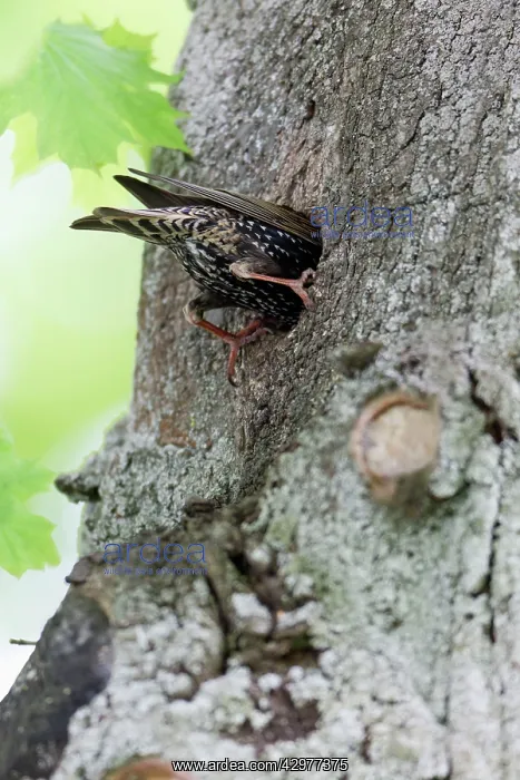 : Starling - entering nest in tree stem : Starling - entering nest in tree stem