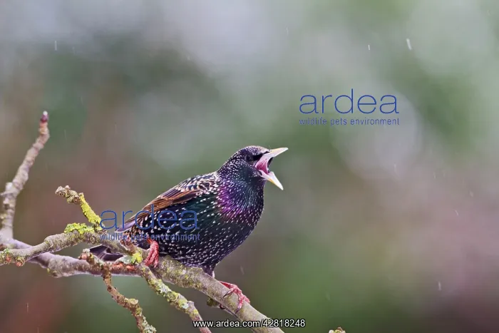 : Starling - in falling snow : Starling - in falling snow