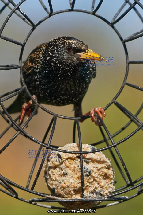 : Starling on a fat ball : Starling on a fat ball