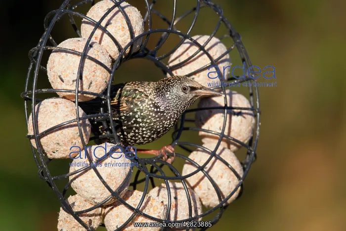 : Starling - on fat ball feeder : Starling - on fat ball feeder